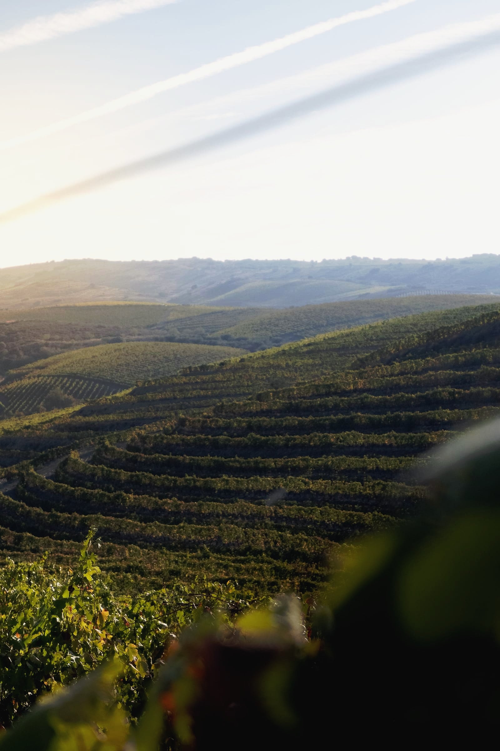 Rows of vines on Douro Valley terraces in the early morning.